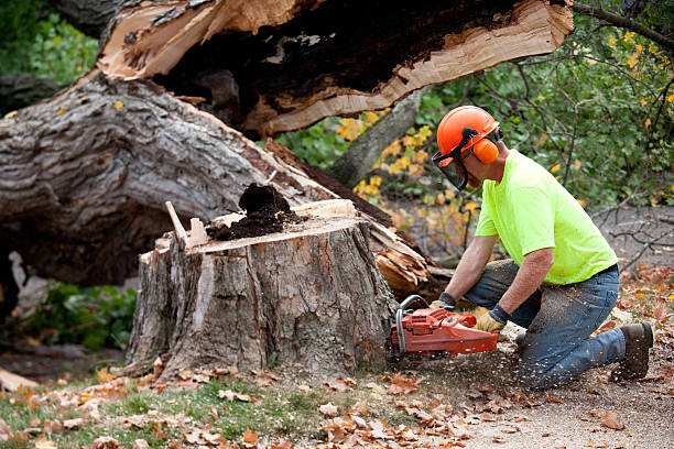 Best Tree Mulching  in Washington Terrace, UT